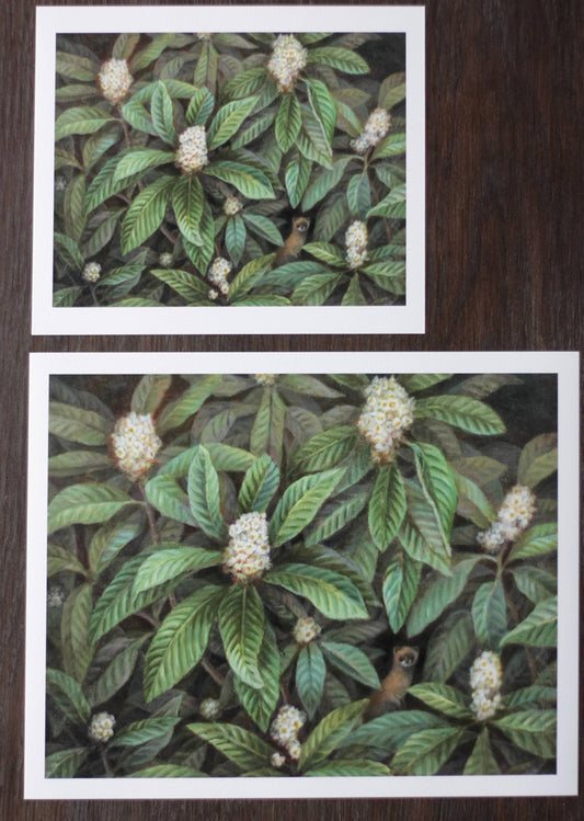 Loquat flower and weasel