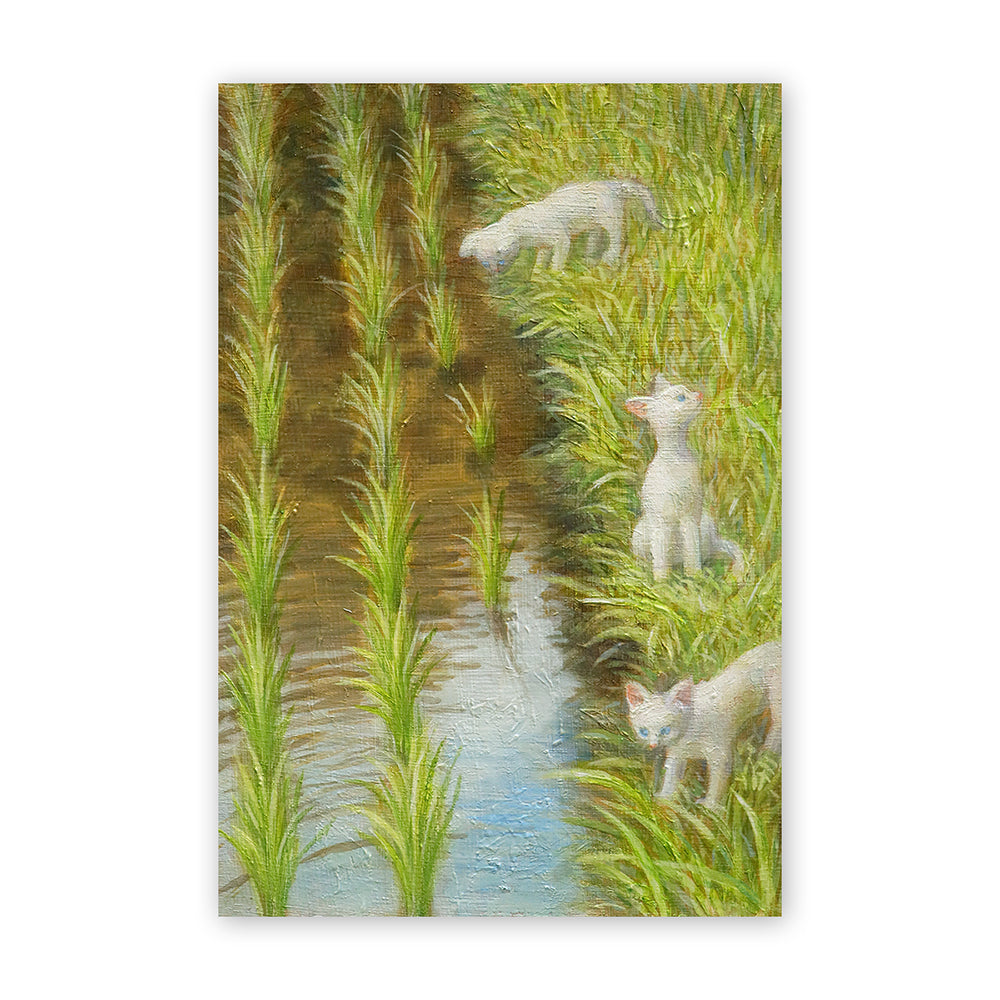 Cat postcard - Along the paddy field path